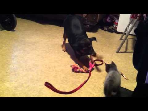 Cat and dog fight