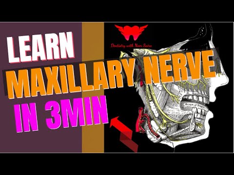MAXILLARY NERVE ANATOMY: Branches, Course IN 3 Min | Easiest Mnemonic to remember| MUST WATCH!!!