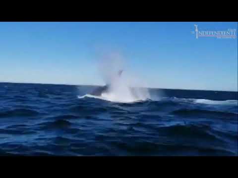 BALLENA JOROBADA LAGUNA SAN IGNACIO 2 visualizaciones•2 ene. 2020  0