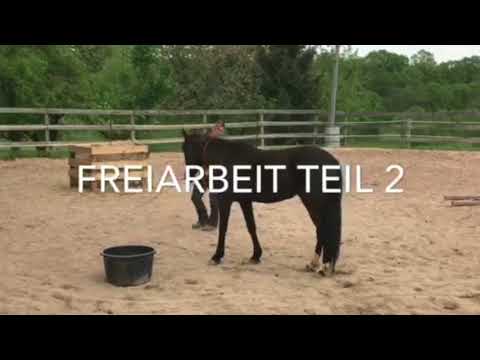 MUSTANG MAKEOVER 2018 Team Cathleen (TAG 3299) - Update 2