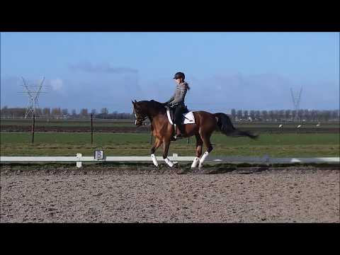 Aranik Kossack (Nikel x Arabella by Balaton)