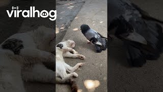 Un pigeon réveille un chat endormi || viralhog