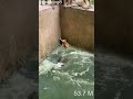 Crocodile Eats Baby Monkey Short Viral Respect Monkeys Mankeybaby Hunting