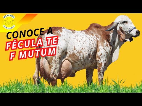 FÉCULA TE F. MUTUM: La Gran Campeona que Estableció un Récord Mundial en Producción Lechera
