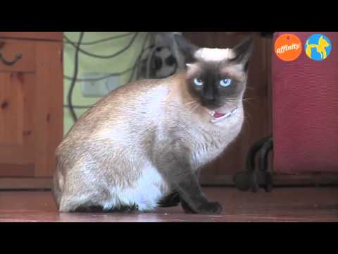 Elige tu raza - Gato Siamés