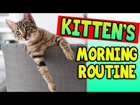KITTEN'S MORNING ROUTINE!
