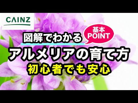 Nuvola アプリ重要.svg