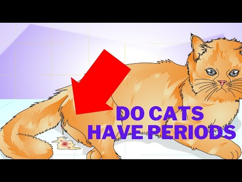 Do Cats Have Periods? - Menstruation and Heat in Cats 101!