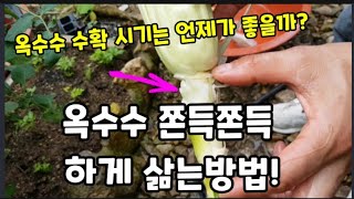 옥수수 부드럽고 쫀득쫀득 하게 삶는 방법! #옥수수삶는방법 #옥수수맛있게삶는방법 #옥수수수확시기 #옥수수재배…