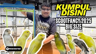 Download lagu GAK SAMPEK 2 JUTA‼️ SF FOI 2025 KEMBALI HADIR DI BINTANG CANARY YK mp3