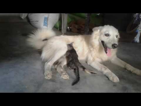 Dog and cat ki ajab dosti