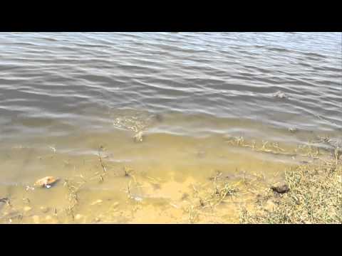 Cei mai tari pescari