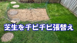 芝生を種から育ててみた