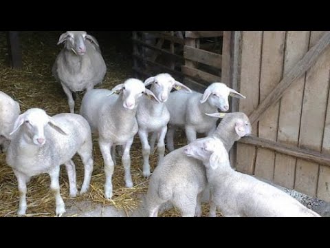 AGROBIZNIS - Ovce , pravilna sadnja voćaka, koke za jaja