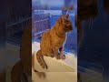 Orange Tabby Cat Meows Cat Looks Out The Window Meow Cutekitty Orangetabby