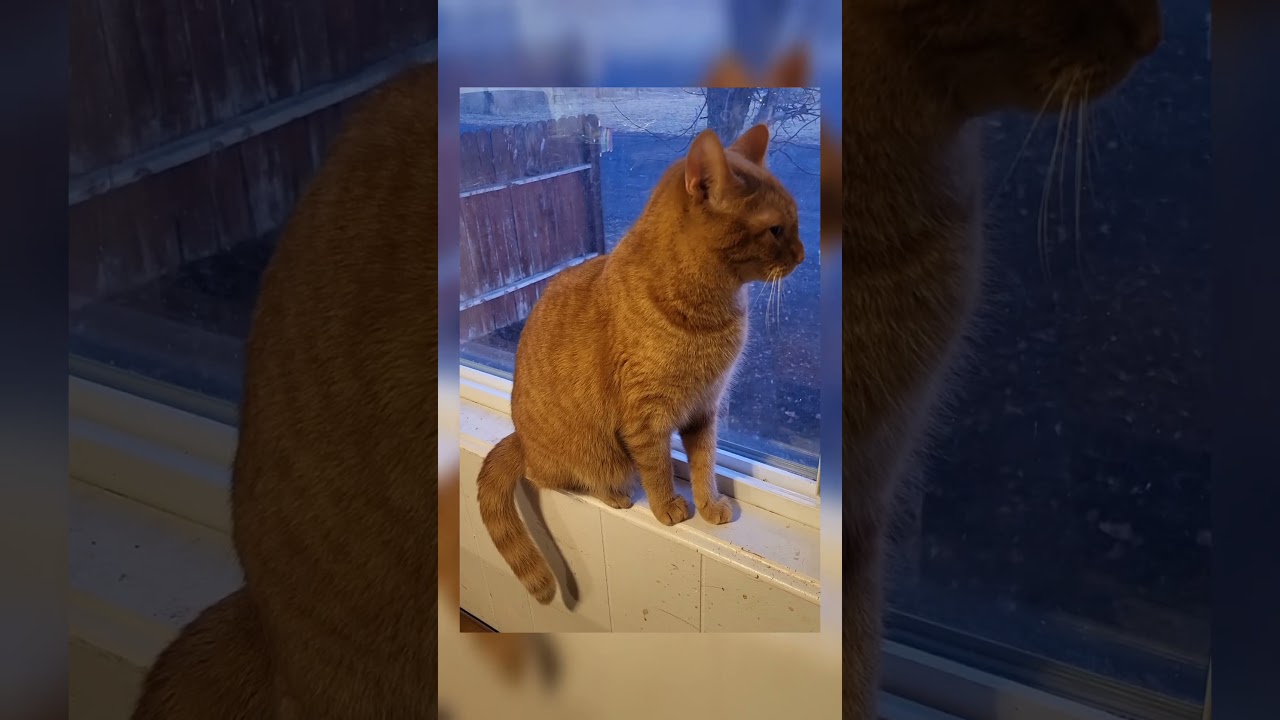 Orange Tabby Cat Meows ~ Cat Looks Out the Window #meow #cutekitty #orangetabby
