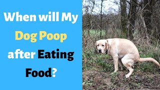 After how Long does a Dog Poop after Eating?