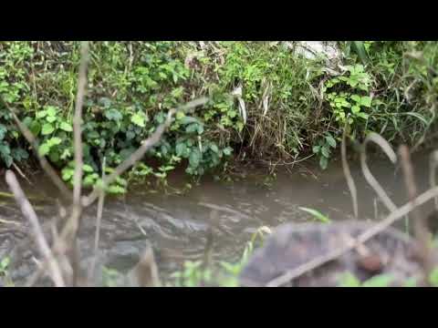 Đất Bảo Lộc ôm suối,sẵn vườn trái cây, tựa đồi, săn mây 1000m2, SHR 0903747657