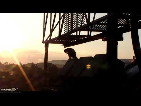 Sunny Silhouette On The Cornell Hawks Cam – June 29, 2018