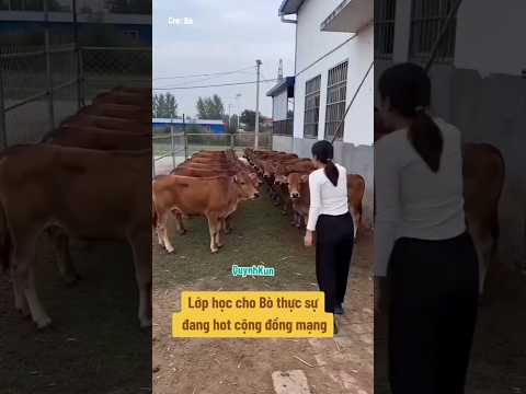 lớp học cho bò #quynhkun