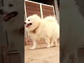Doggy Style Mgshorts Sambavangal