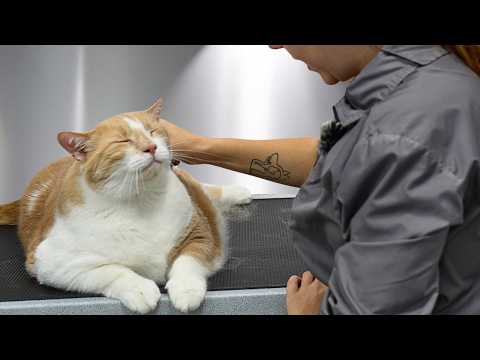 This Big Orange Man Is The SWEETEST Cat Ever 🥹