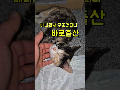 만삭으로 집앞에 찾아온 새끼고양이