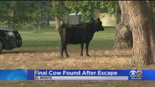 Download lagu Final Missing Cow Which Escaped Meatpacking Plant Found In South El Monte Park mp3