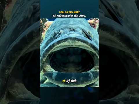Loài cá duy nhất mà không ai dám tấn công.