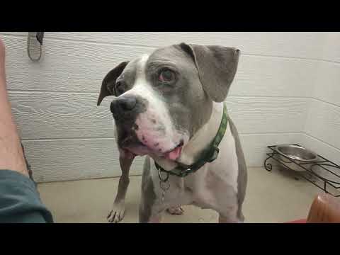 Sheldon 9y A859258 @TRN lovely busy lookin 4 forever home made short work of edible chew 20250713736