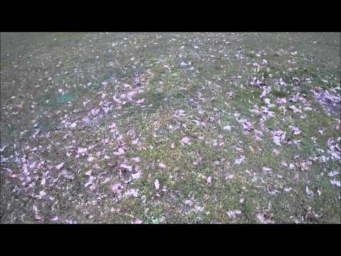 Wildervank B1 - Wildervank B2