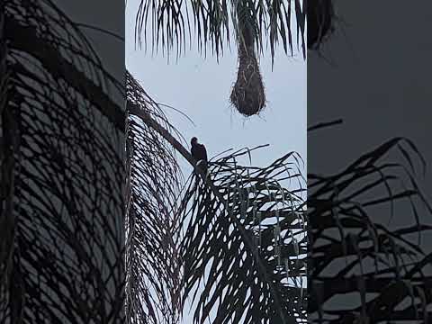Japu Fura-banana. Santo Antônio do Pinhal.