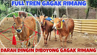 Download lagu DEAL ‼️‼️COLD BLOOD TAKEN AWAY BY GAGAK RIMANG AT A FANTASTIC PRICE 🔥🔥, FULL TREN GRT AT SEMIPRO mp3 Download lagu DEAL ‼️‼️COLD BLOOD TAKEN AWAY BY GAGAK RIMANG AT A FANTASTIC PRICE 🔥🔥, FULL TREN GRT AT SEMIPRO mp3