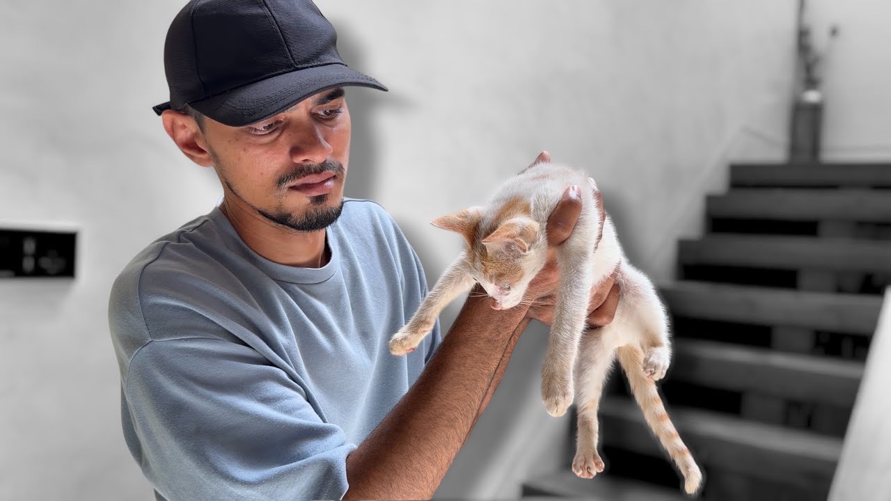 CAT-க்கு என்ன ஆச்சு…!! DE@D..??