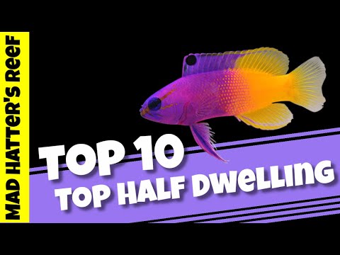 Top 10 Top Half Dwelling Saltwater Fish
