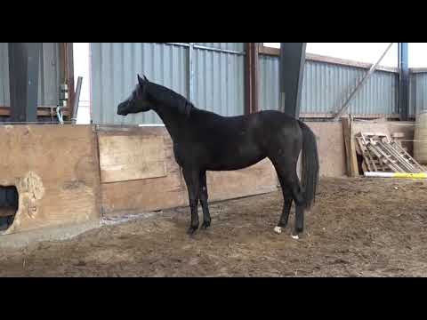 Don Nobless x Likoto xx