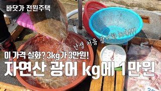 서천 홍원항은 딱 이맘때 자연산 광어가 엄청 싸답니다~ 지난 주에는 kg당 1만원 하더라고요~ 지금부터 한 …