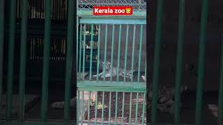 Download lagu Kerala zoo white tiger🐯 #shorts mp3 Download lagu Kerala zoo white tiger🐯 #shorts mp3
