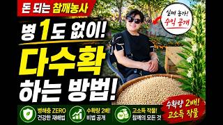 돈 되는 참깨농사!! 병 없이 다수확 하는 농사의 여신표 방법!