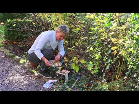 Plantera höstlök i rabatten – Annika Christensens tipsar