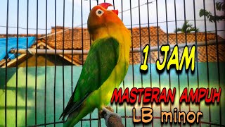 Download lagu masteran Love bird PAUD BALIBU suara minor cepat konslet mp3