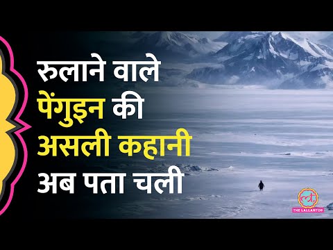 Penguin Meme की रेस में Trump भी शामिल, Werner Herzog की Documentary में छिपी असली कहानी