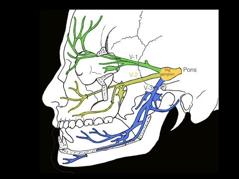 Cranial nerve V