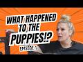Redemption Dogs Episode 1