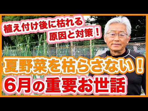 菜園に日陰を作るにはどうすればいいですか？この夏、野菜を守るための 5 つ以上の熱波対策のヒント  庭園