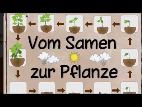 Das Bohnenexperiment