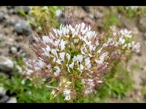 Native Plants of Coronado Historic Site - Redwhisker Clammyweed