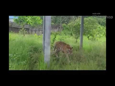 Royal Bengal Tiger, Lion, Hippopotamus