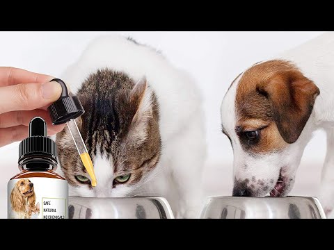 Top 5 Best Cat Dewormers Review in 2022 - To Protect Your Pet