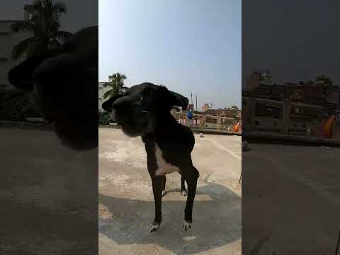 My 11 years old smart and intelligent street pet dog 🐶 🐕 "SEMO" never miss catch #shorts #streetdog